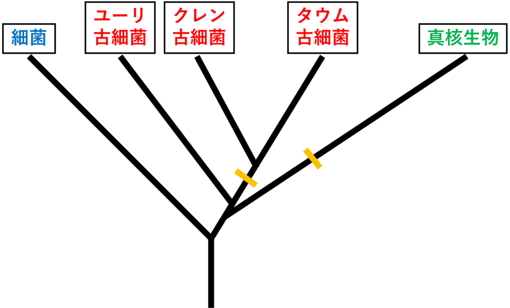 3ドメイン説系統樹、挿入
