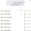 Origin of the eukaryotic nucleus determined by rate-invariant analysis of rRNA s