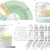 Asgard archaea illuminate the origin of eukaryotic cellular complexity | Nature